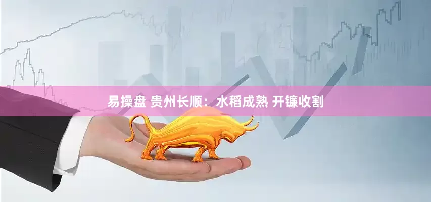 易操盘 贵州长顺：水稻成熟 开镰收割